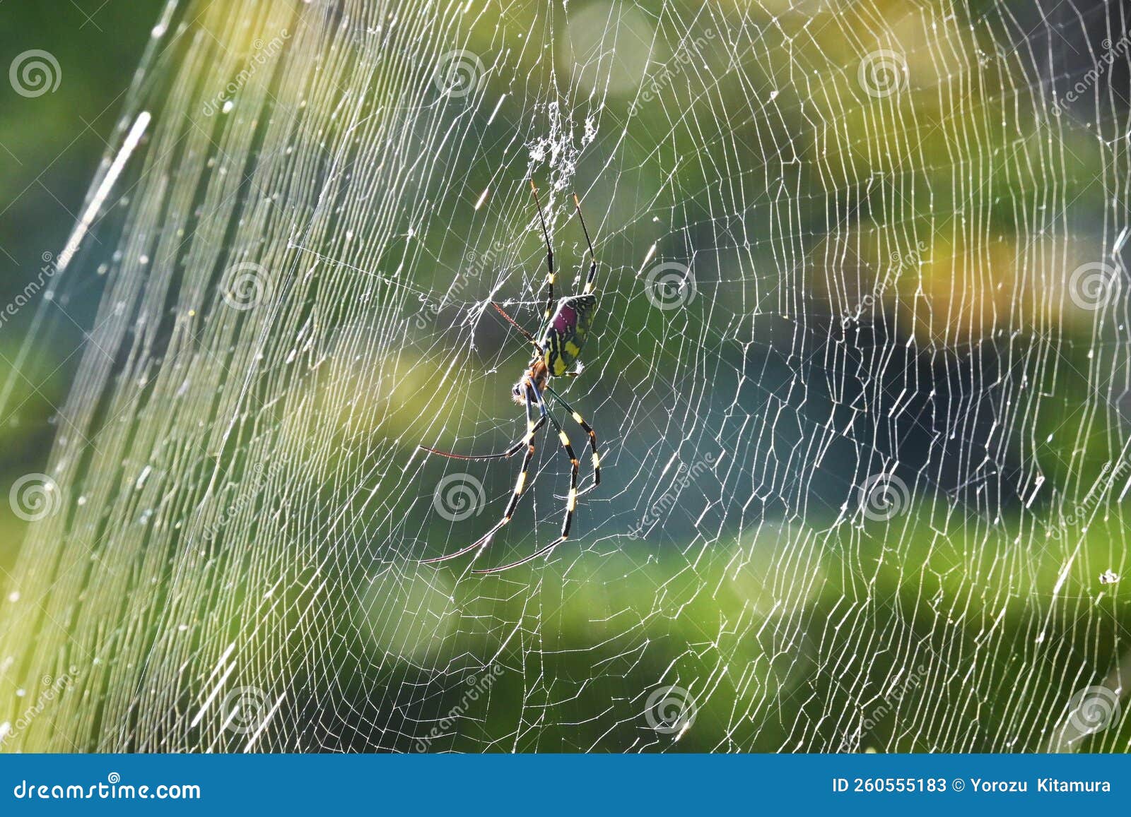 a spider in the forest.