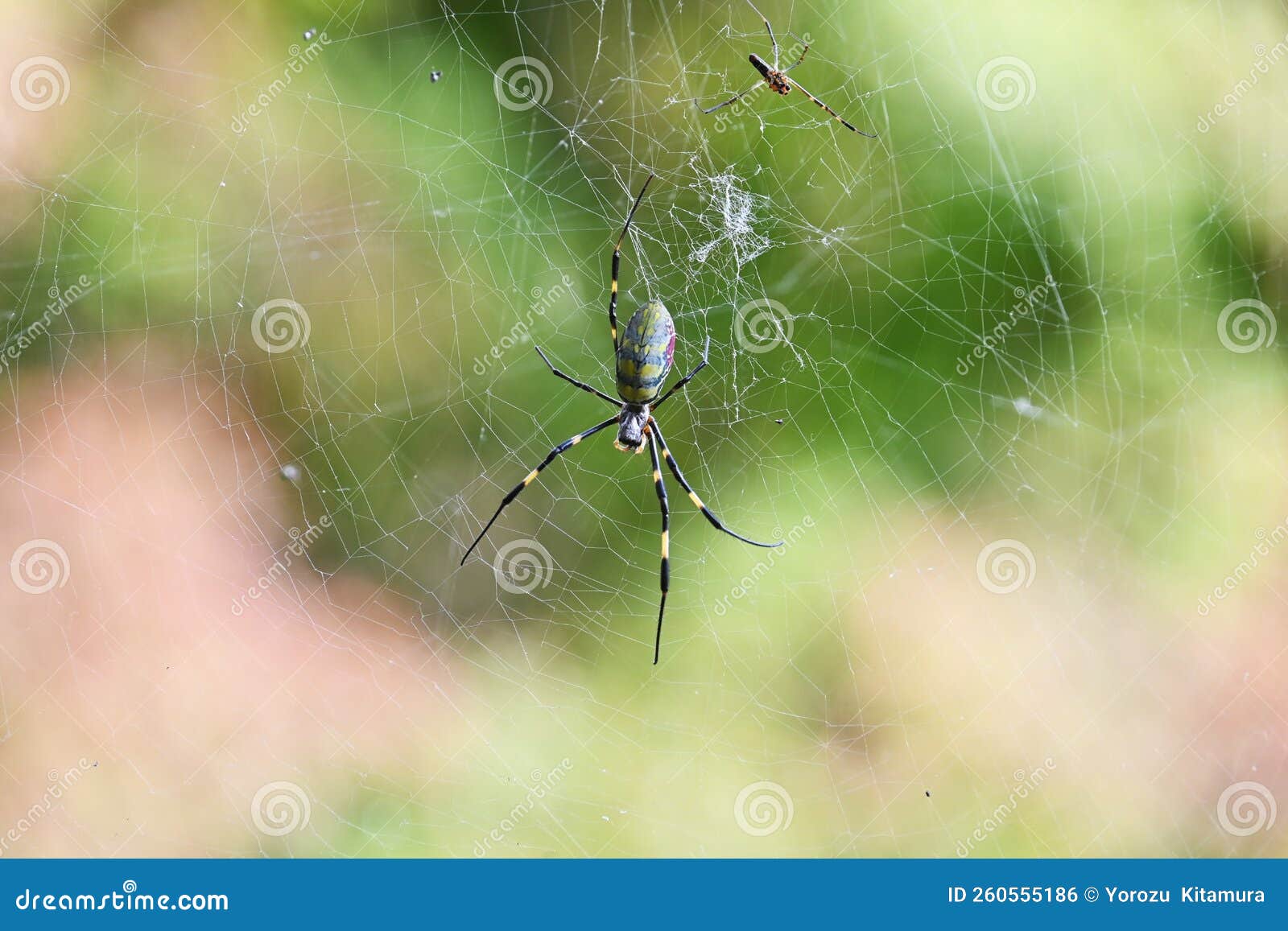 a spider in the forest.