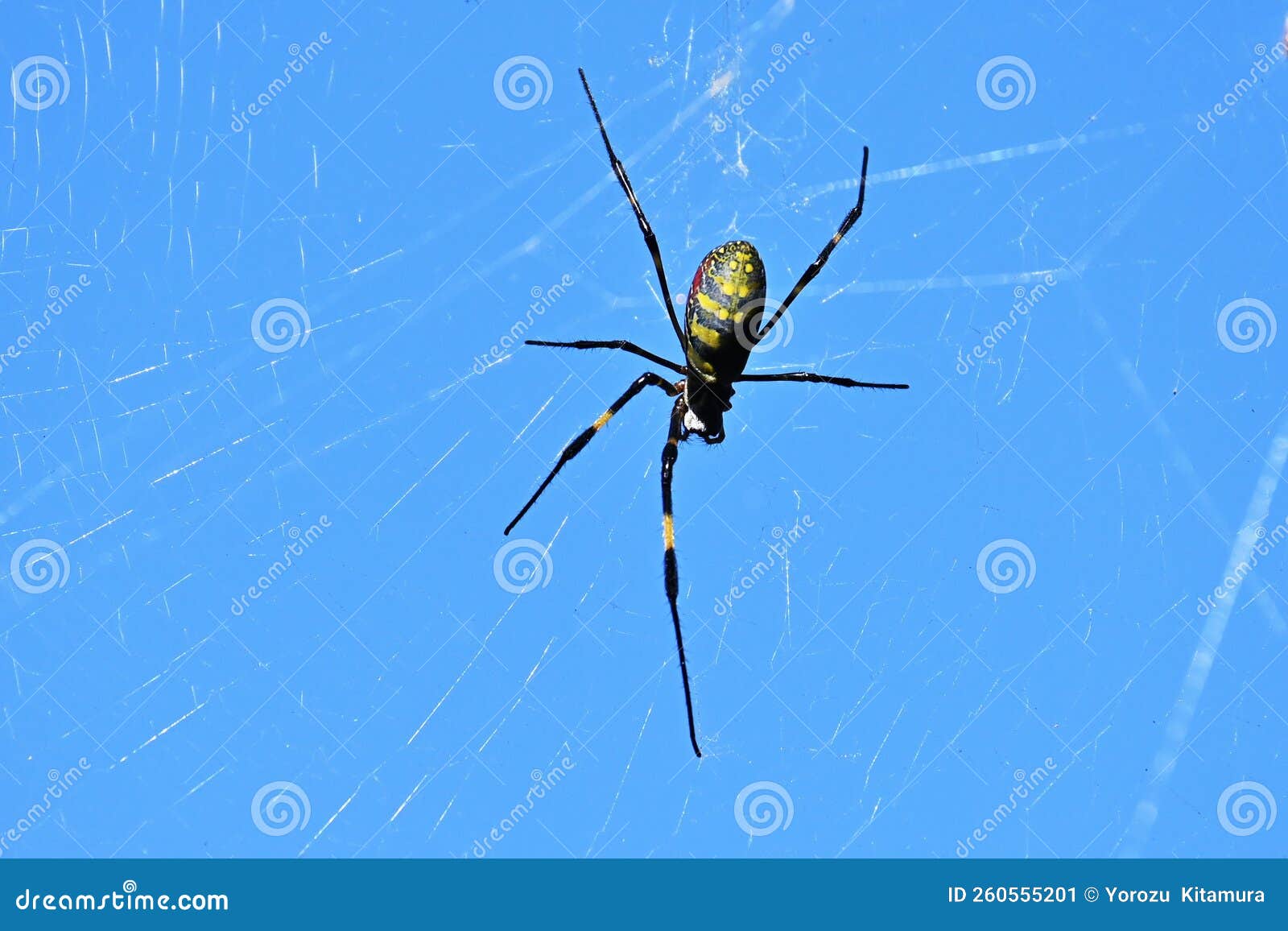 a spider in the forest.