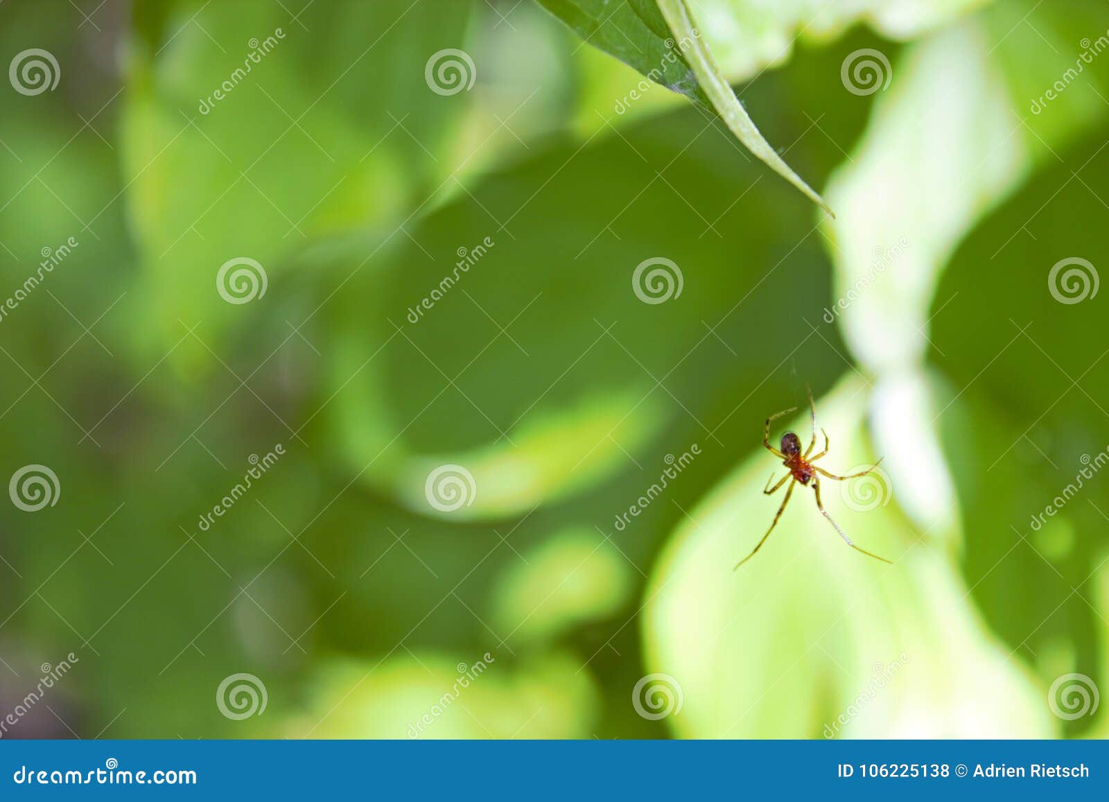 spider hanging from a web wallpaper