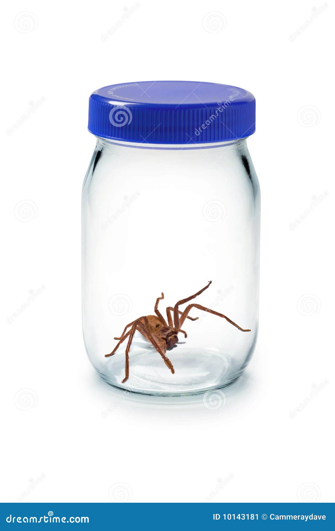 59 Bug Insect Glass Jar Photos - Free & Royalty-Free Stock Photos from  Dreamstime