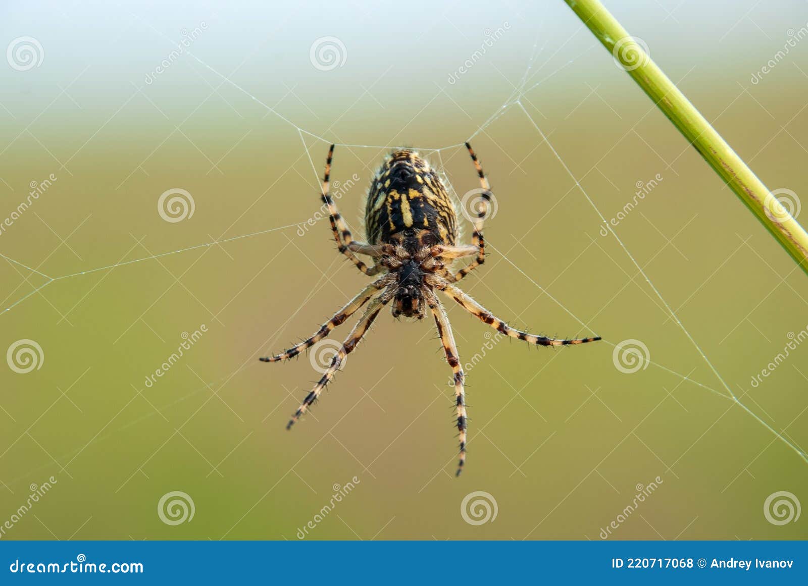 Premium Photo  The spider climbs on the web with blurry green