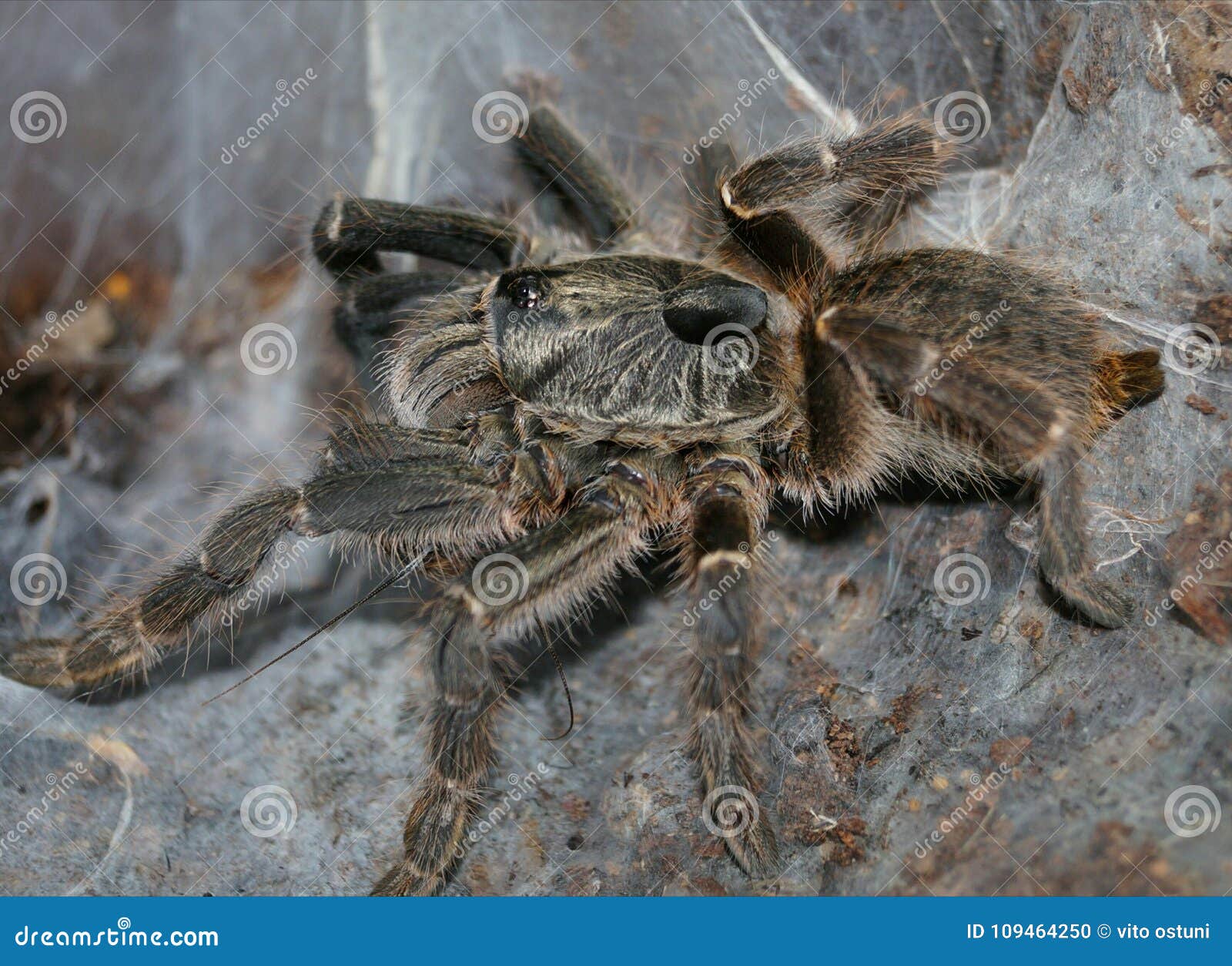 Spider grow big stock photo. Image of spider, grow, nature - 109464250