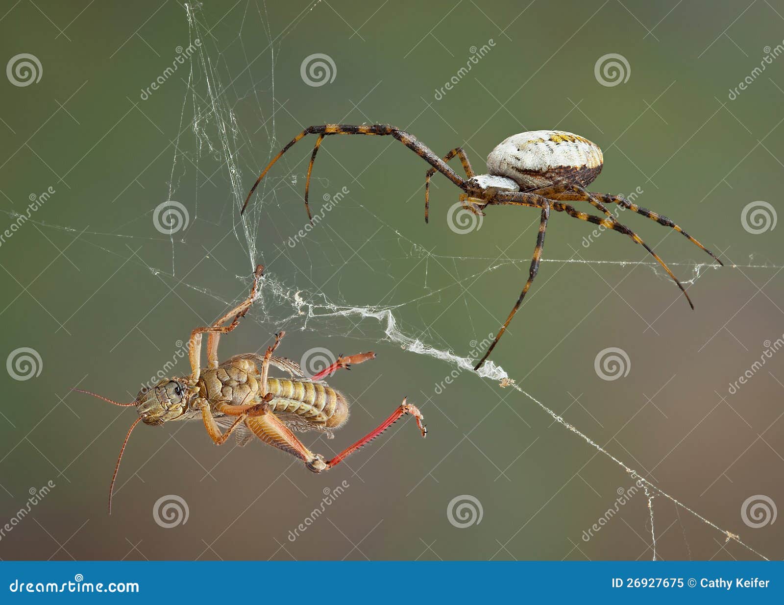 Spider after hopper stock image. Image of scary, 26927675