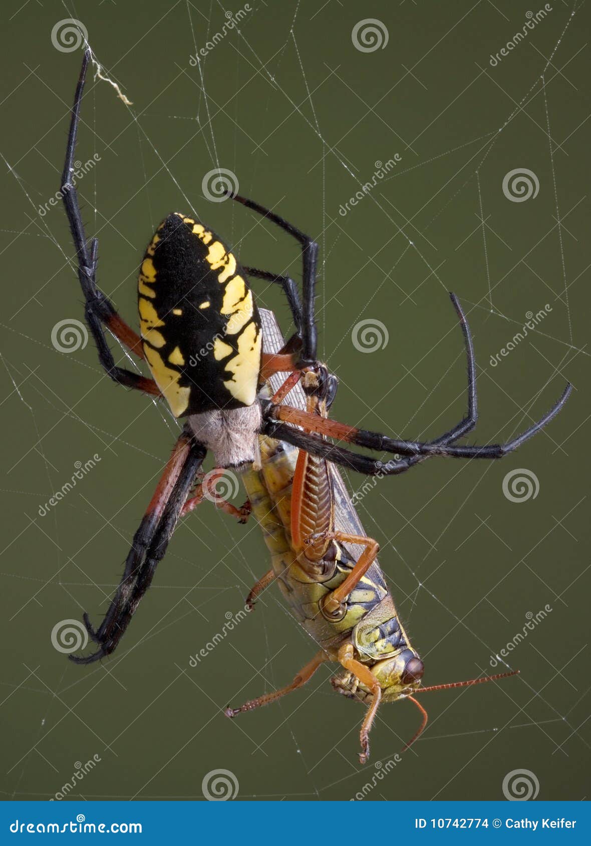 Spider with hopper in web stock photo. Image of arthropod 10742774