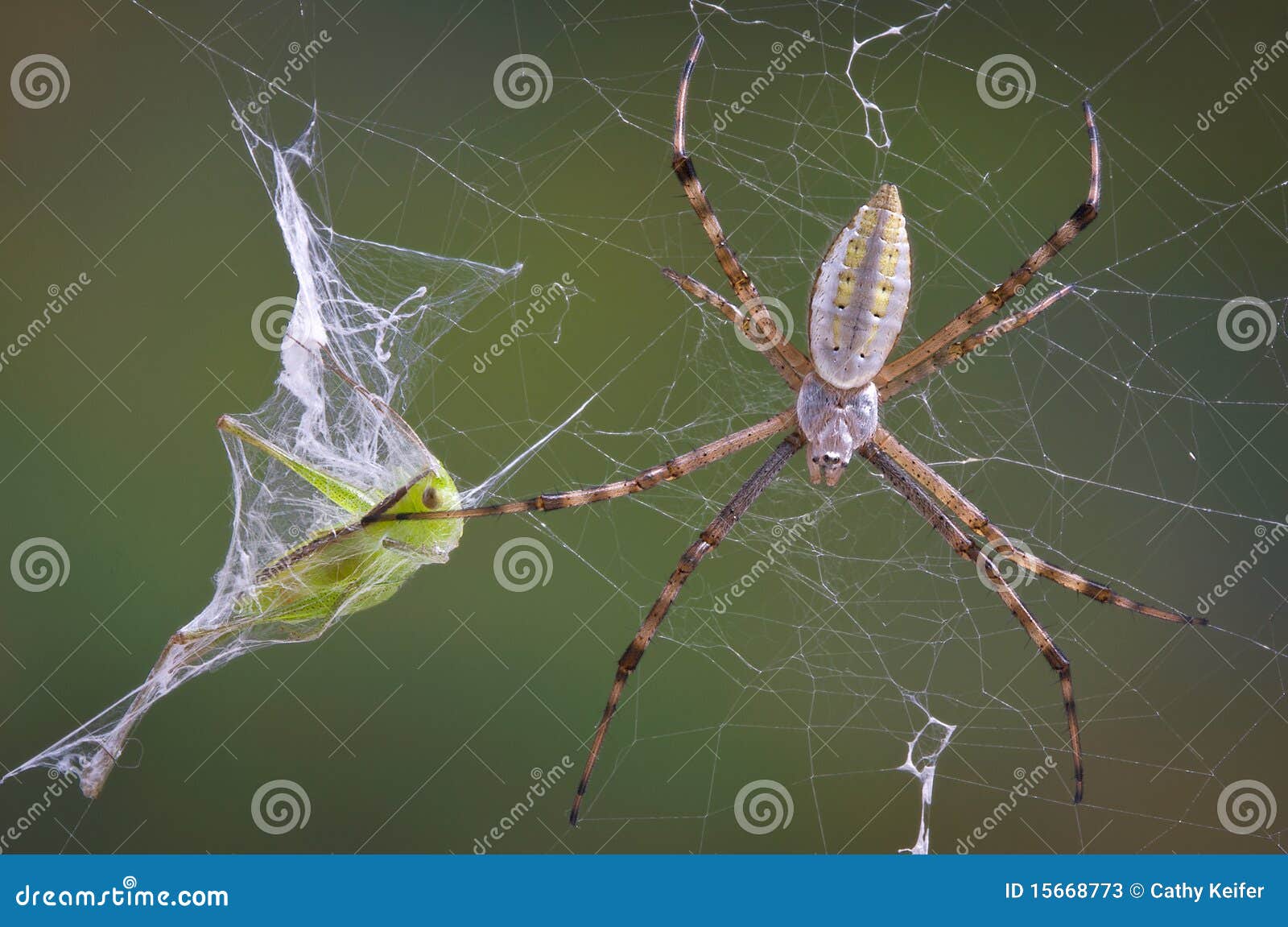 Spider with Hopper in web stock image. Image of predator 15668773