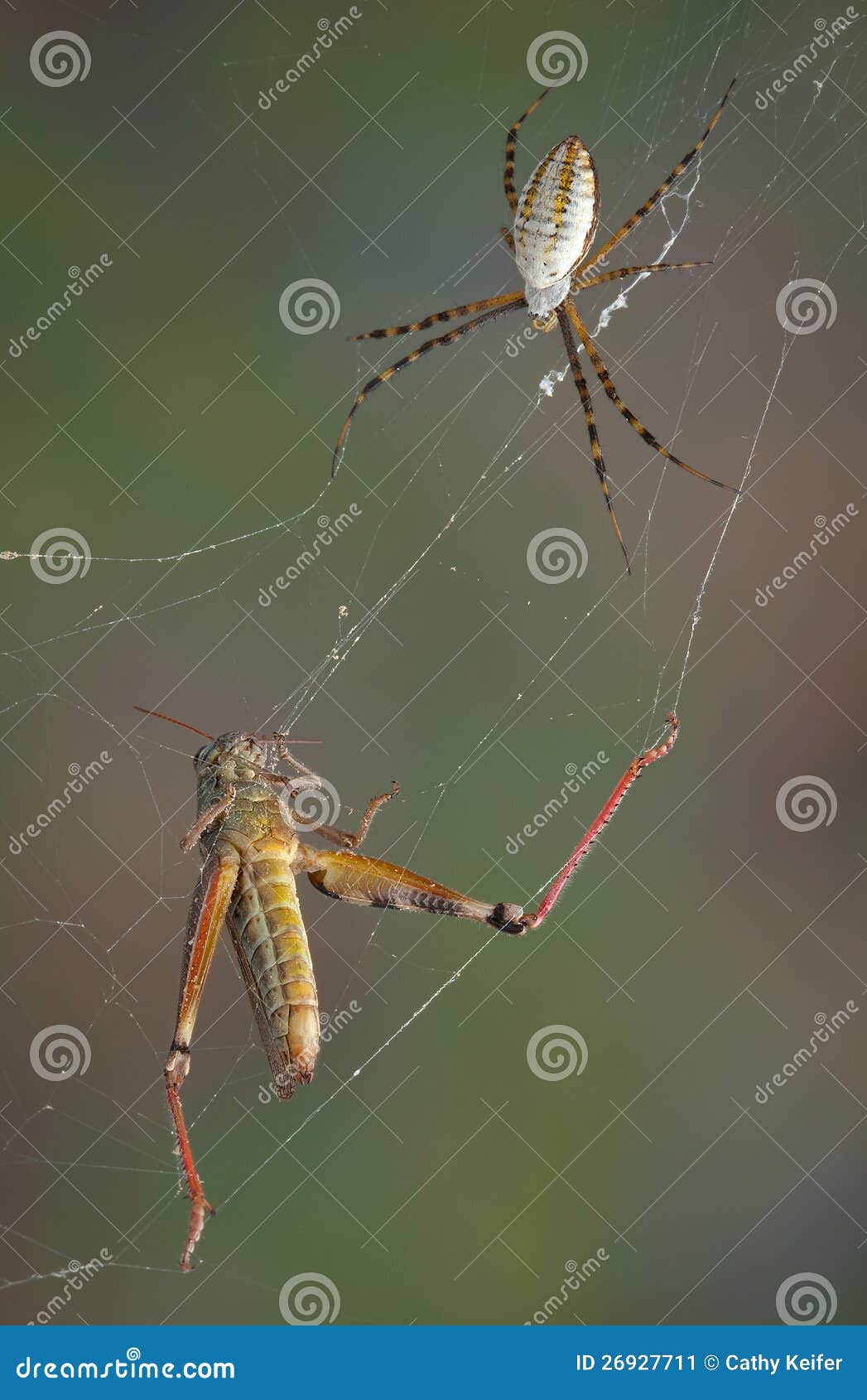 Spider and hopper in web stock image. Image of predator 26927711