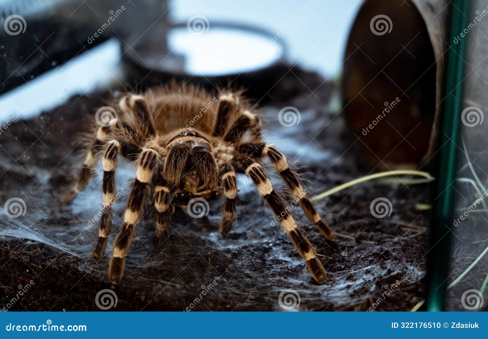 a spider injects venom into a madagascar cockroach in a terrarium close-up. acanthoscurria geniculata. phobia concept