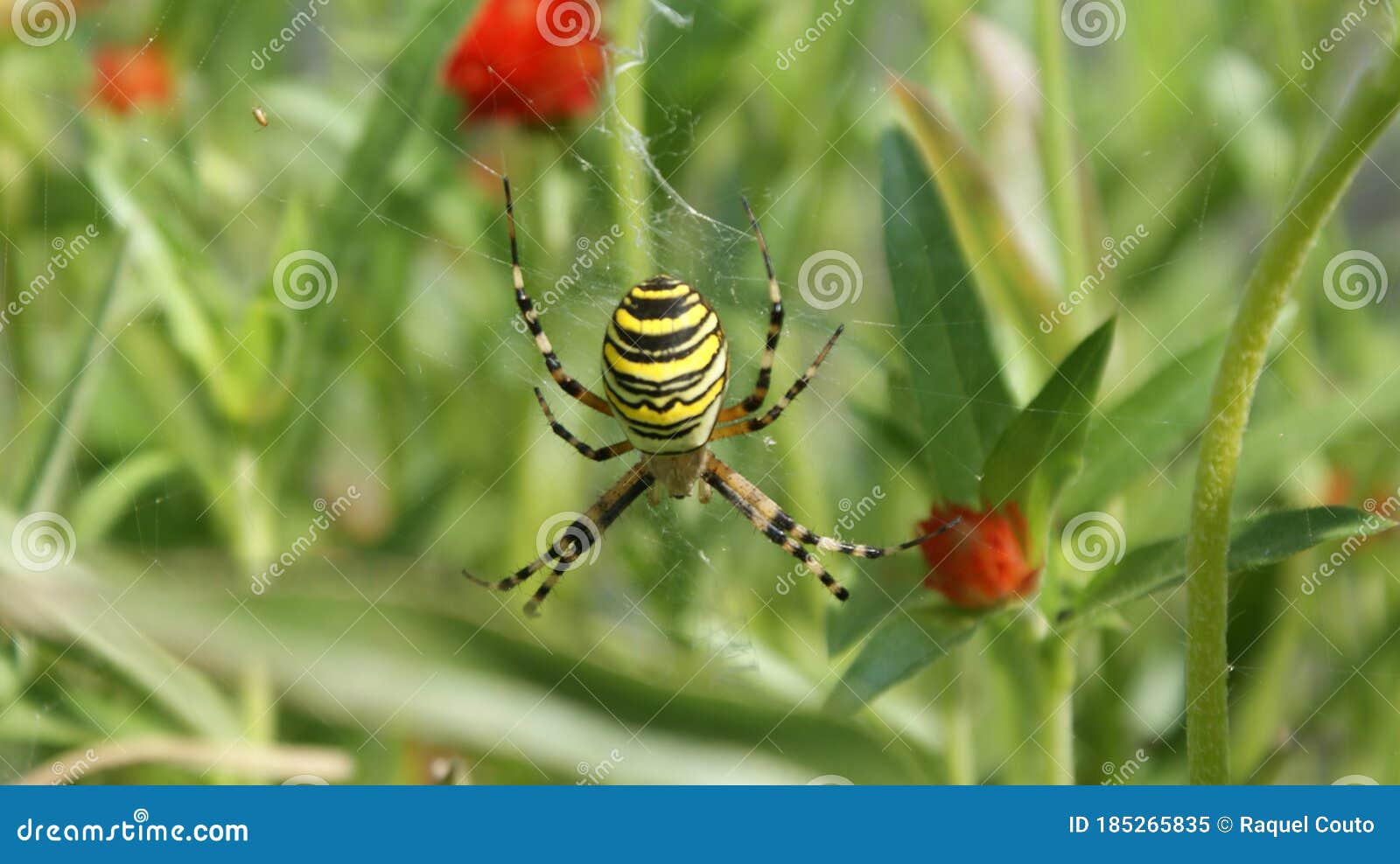Spider in its habitat stock image. Image of wildlife 185265835