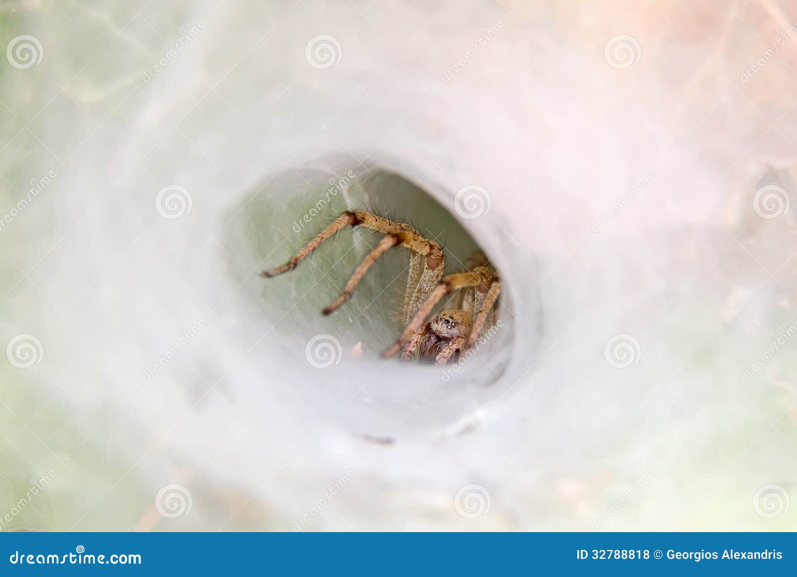 Spider in Its Nest stock photo. Image of insect, tube 32788818