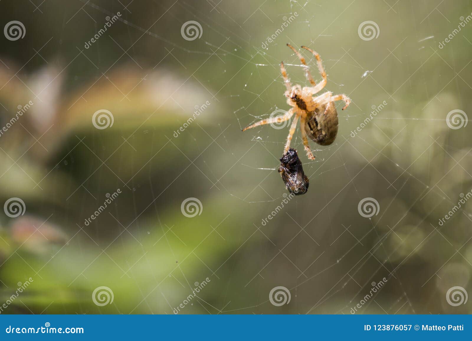 Spider and its prey stock image. Image of garden, color 123876057