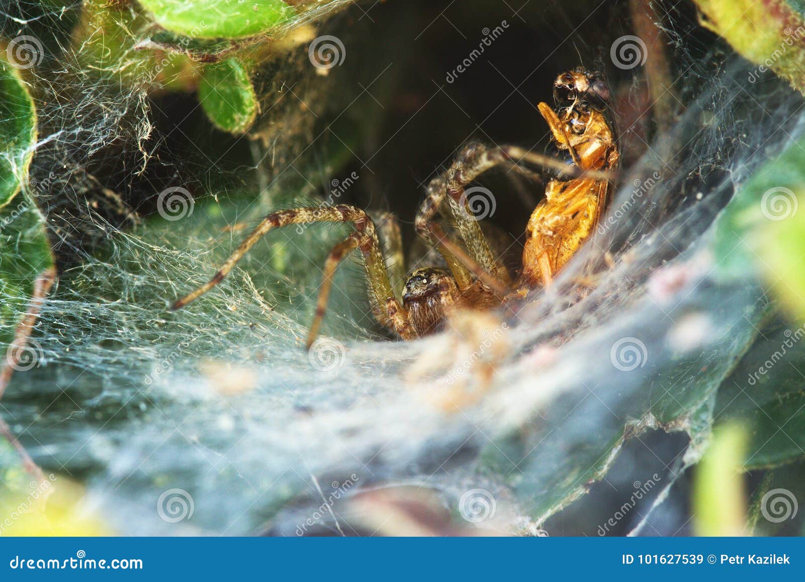 Spider and its prey stock image. Image of long, eyes 101627539
