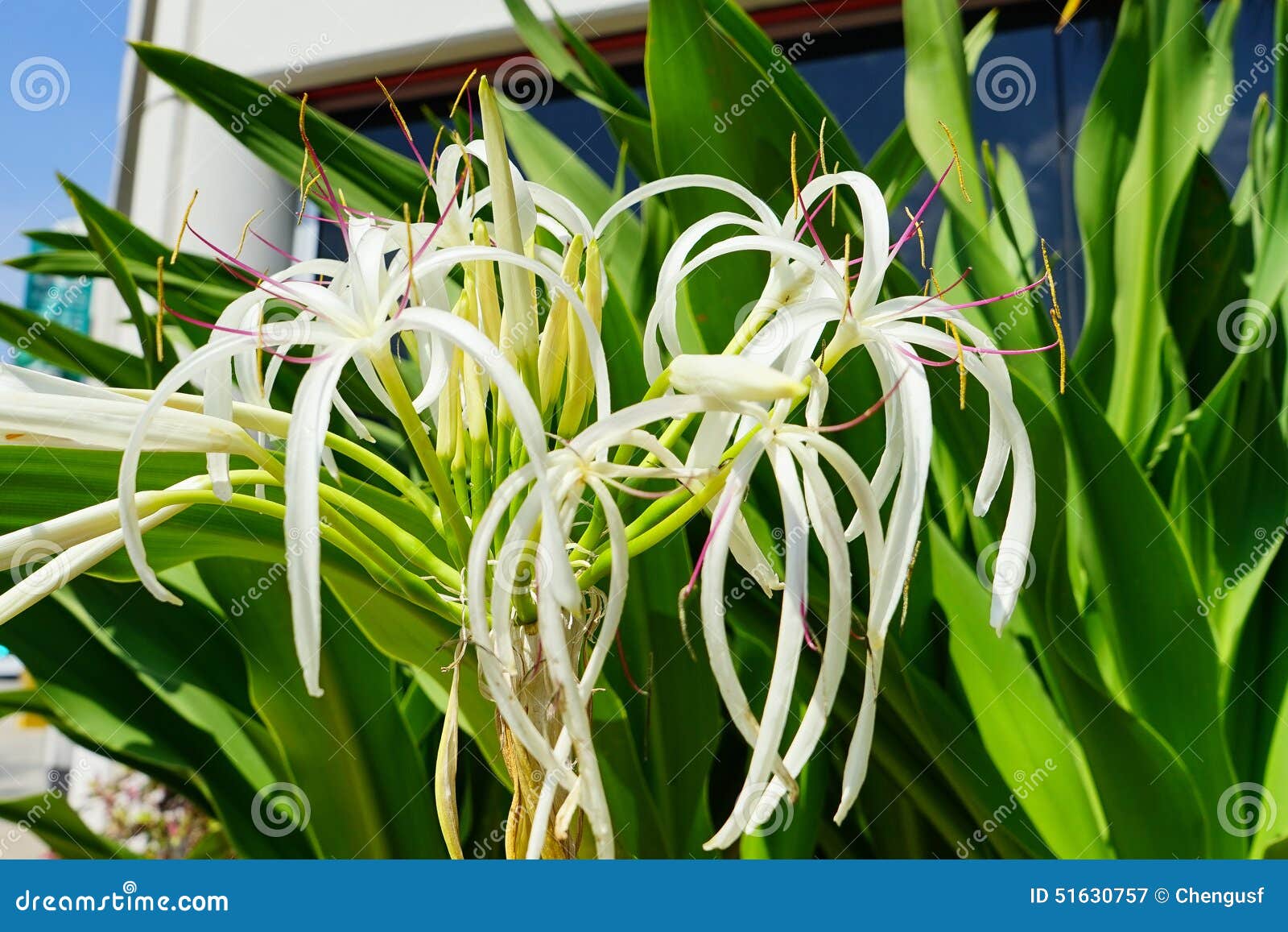 Spider lily stock image. Image of blossom, climate, beautiful 51630757