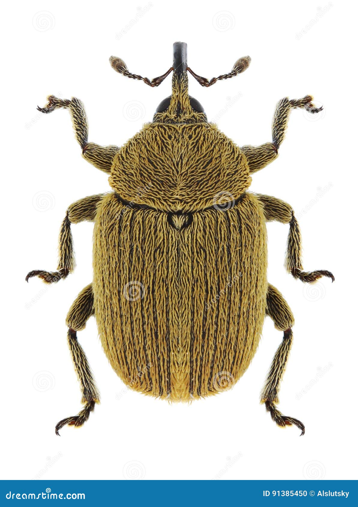 beetle rhinusa neta