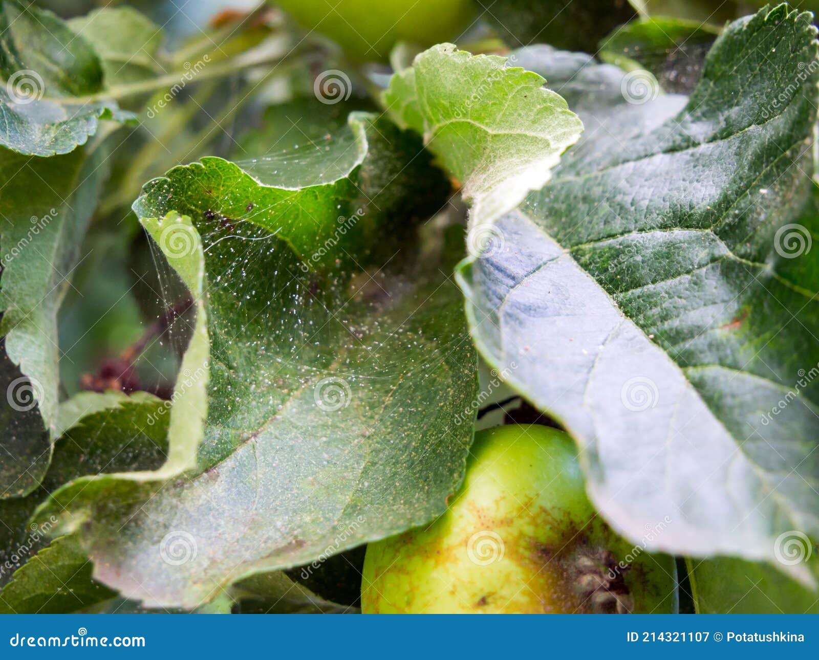 Spider Mite on the Leaves of a Fruit Tree Stock Image Image of dacha