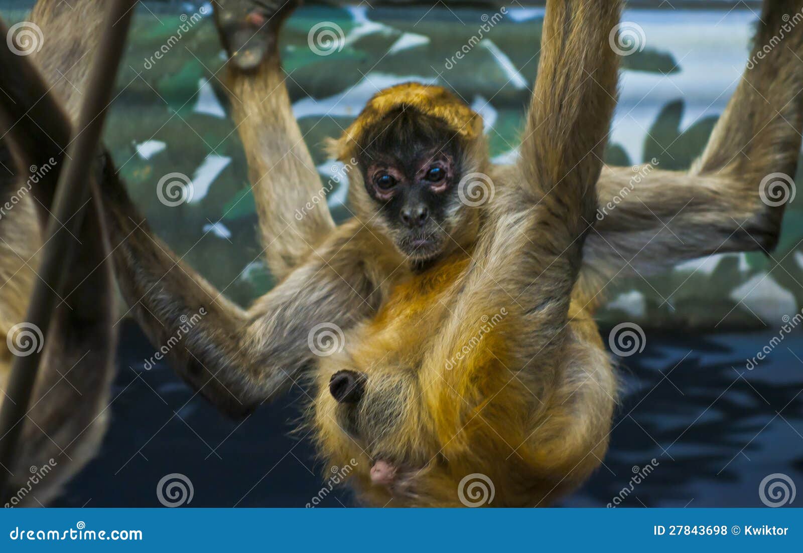Spider monkey stock photo. Image of tropical, brown, primate - 27843698 Spider monkey stock photo. Image of tropical, brown, primate - 27843698