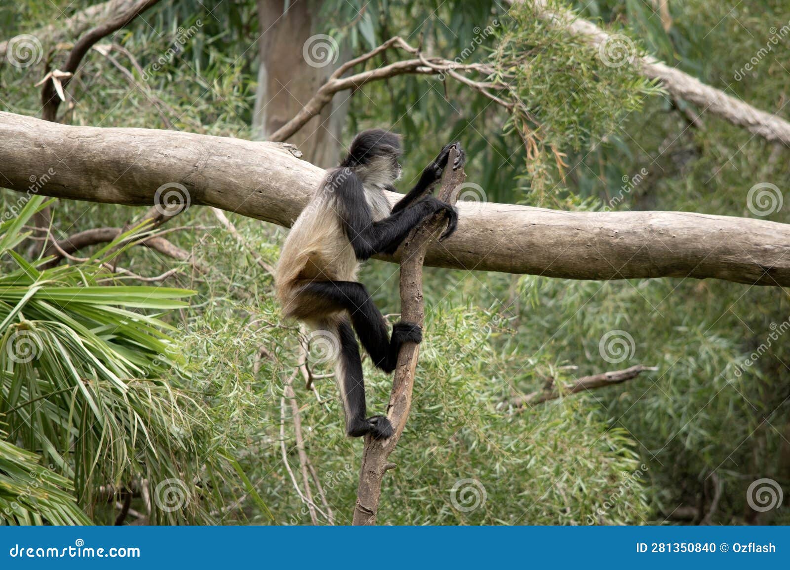 the spider monkey is climbing dow a branch