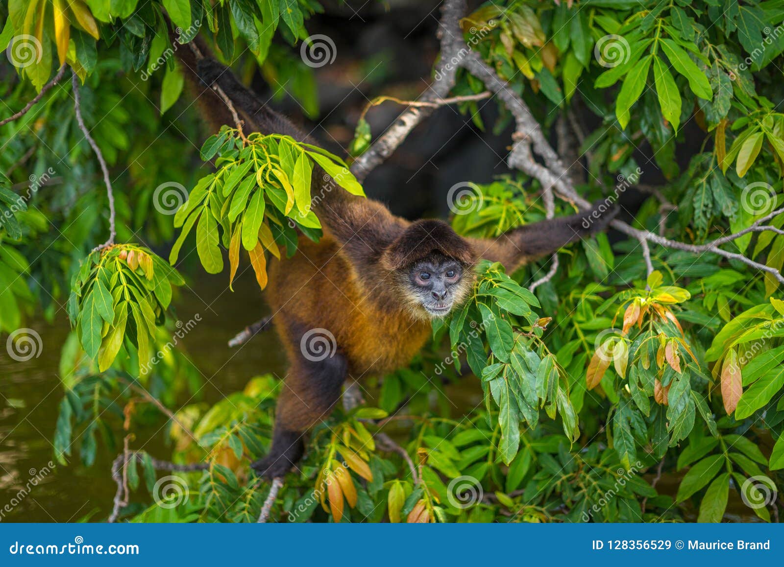 spider monkey in nicaragua