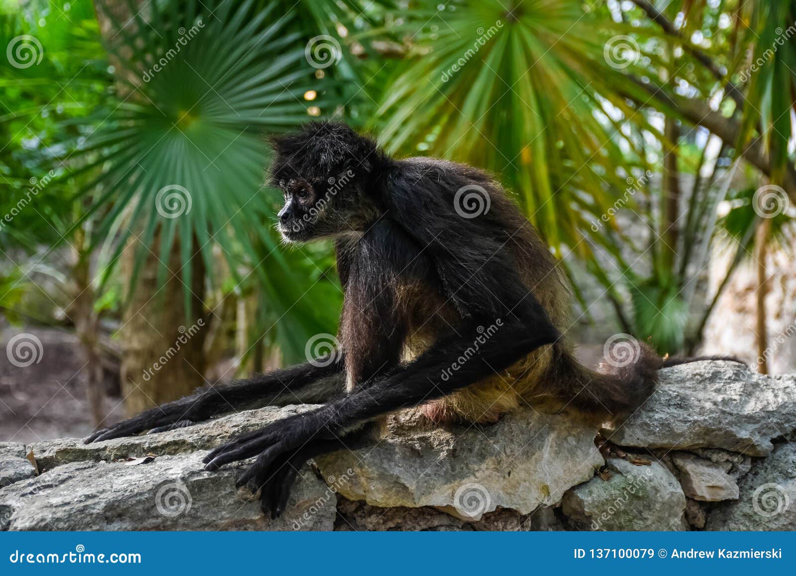 Monkey Wall Sculpture Stock Image 44267221