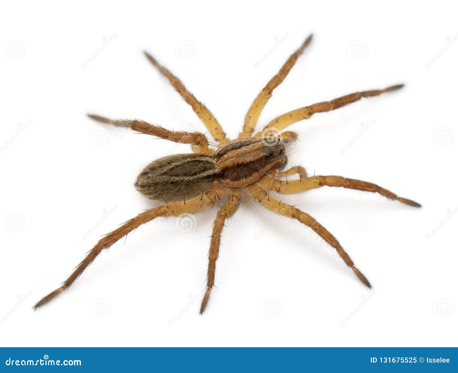 spider, pirata piraticus, in front of white background