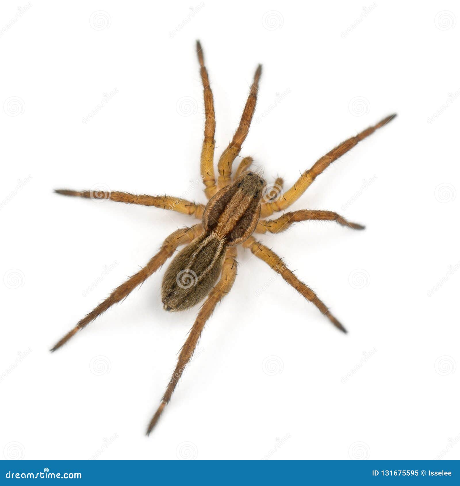 spider, pirata piraticus, in front of white background