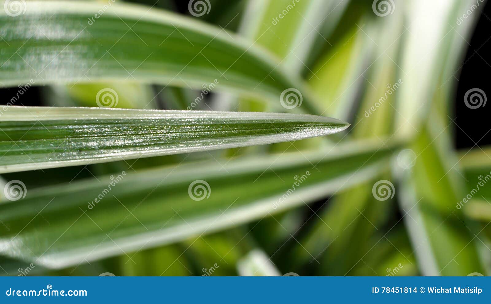 Spider Plant Leaf stock photo. Image of sharp, spring 78451814