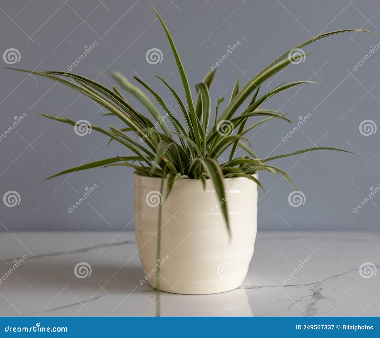 Spider Plant in a White Ceramic Pot Stock Image Image of interior, home 249567337