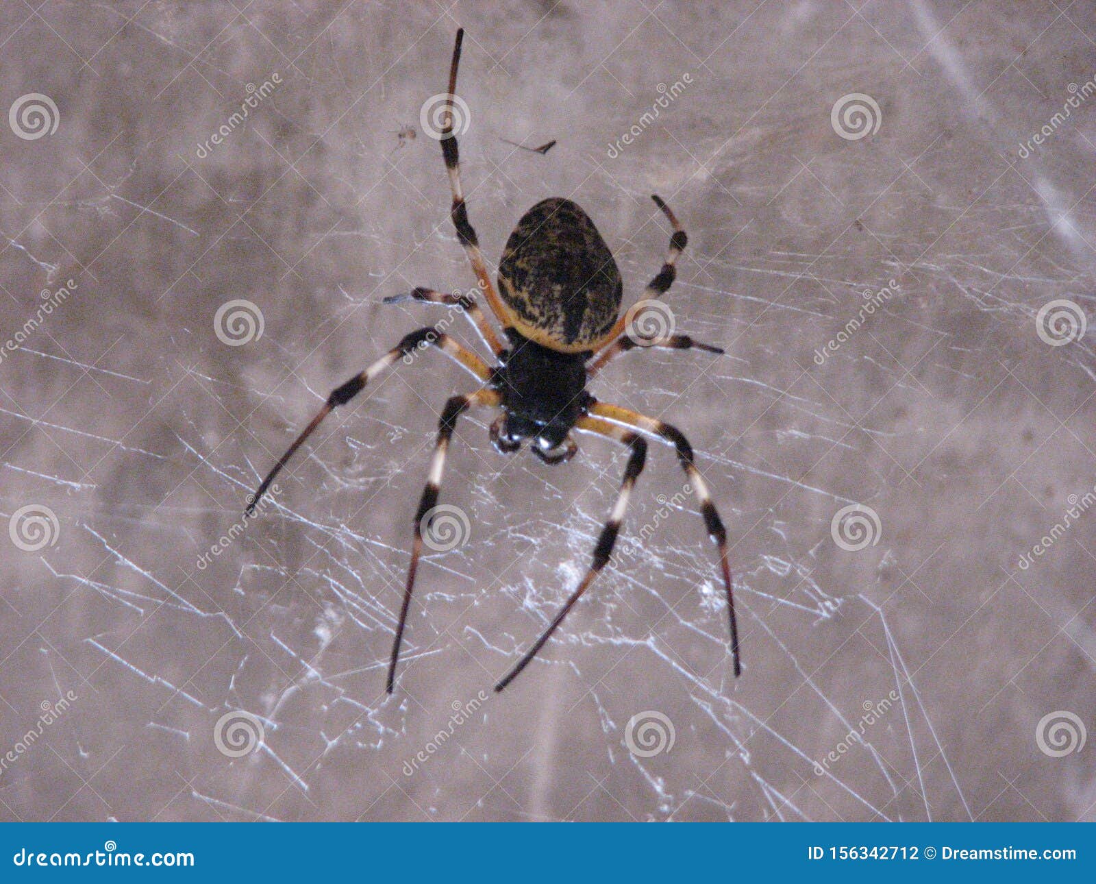 spider popularly known as maria bola