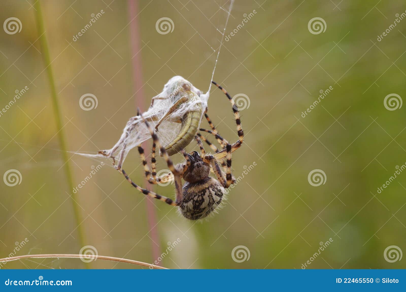 Spider prey stock photo. Image of insect, closeup, spider 22465550
