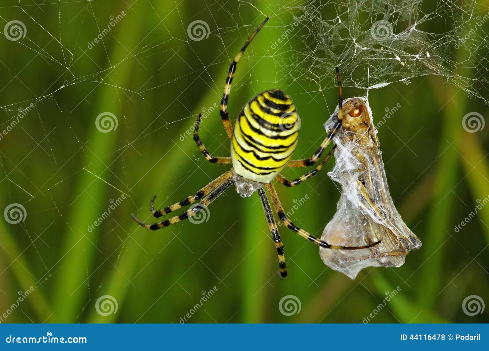 Spider prey stock photo. Image of insects, prey, food 44116478