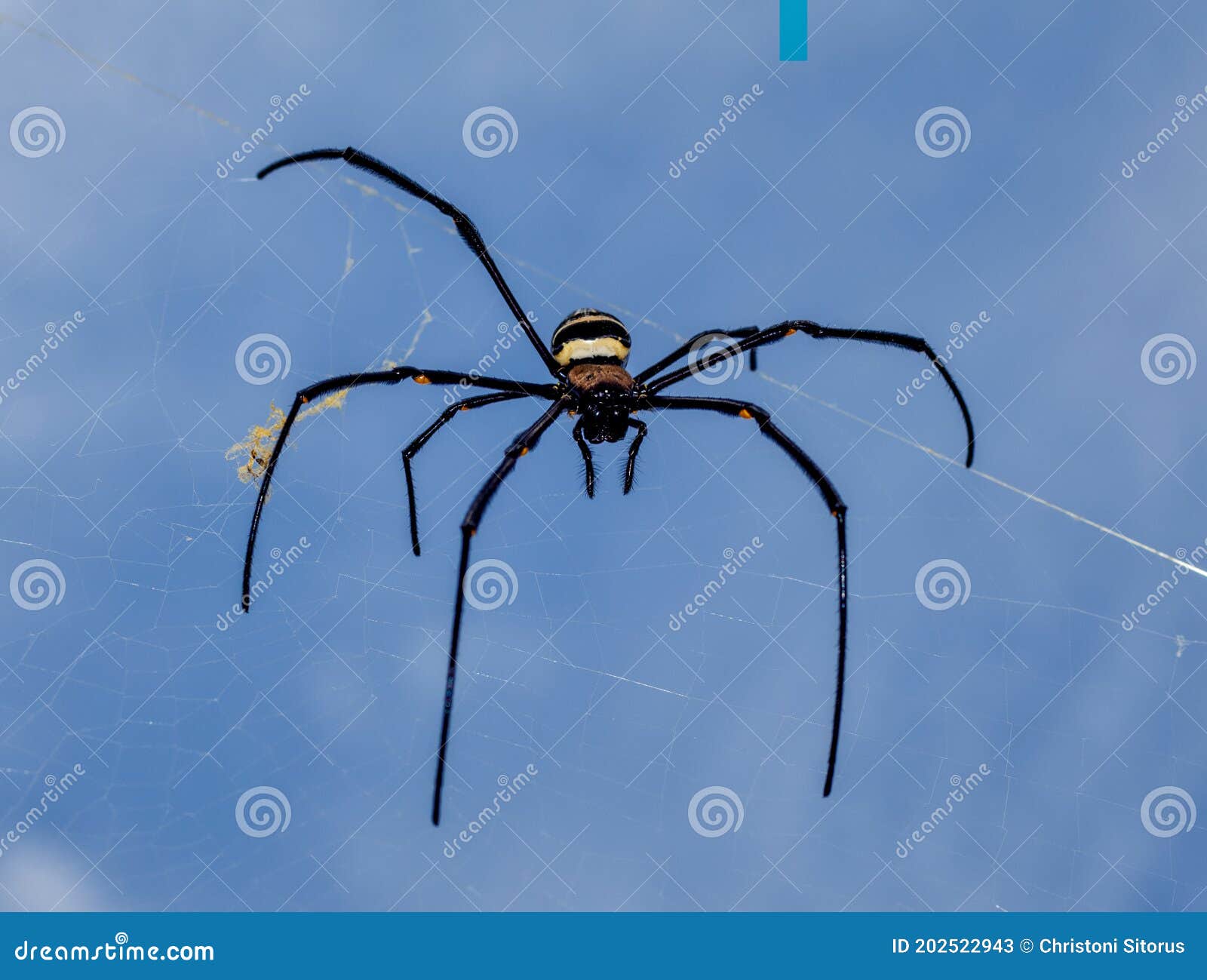 spider ready to catch you