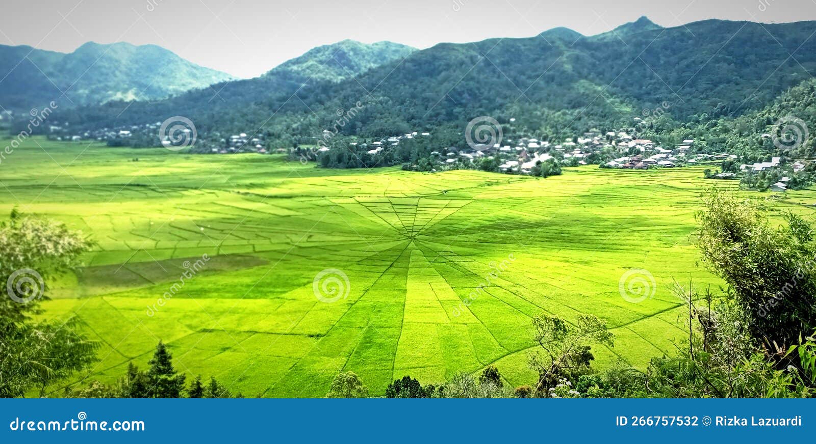 spider rice field at ruteng