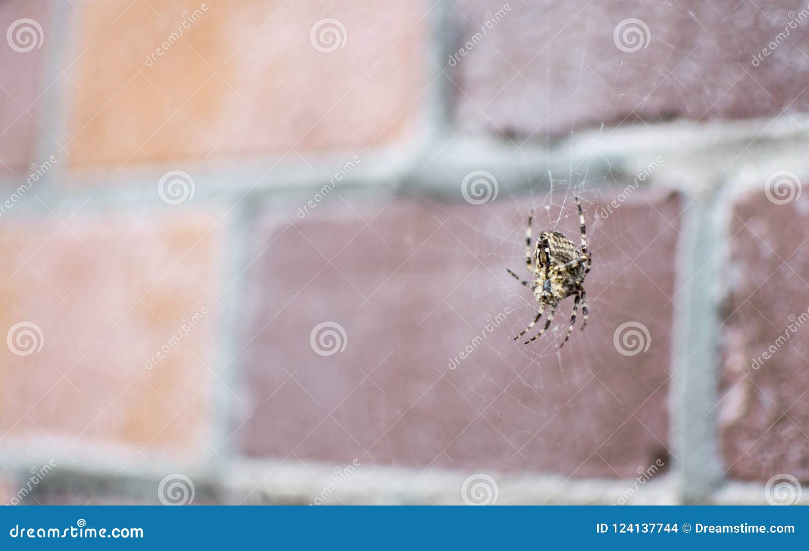 Spider Hanging Out On His Web Stock Photo - Image of wall, spider: 124137744 How To Hang Spiders On Brick House