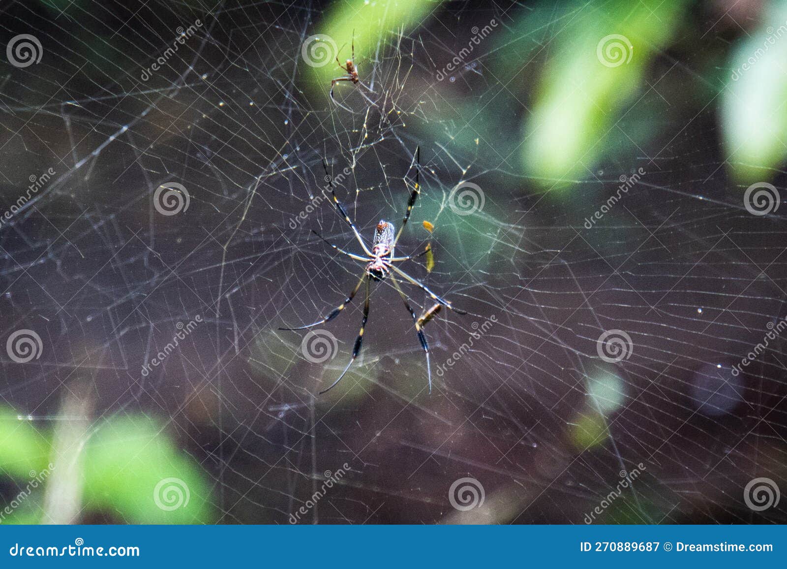 spider with itâs web