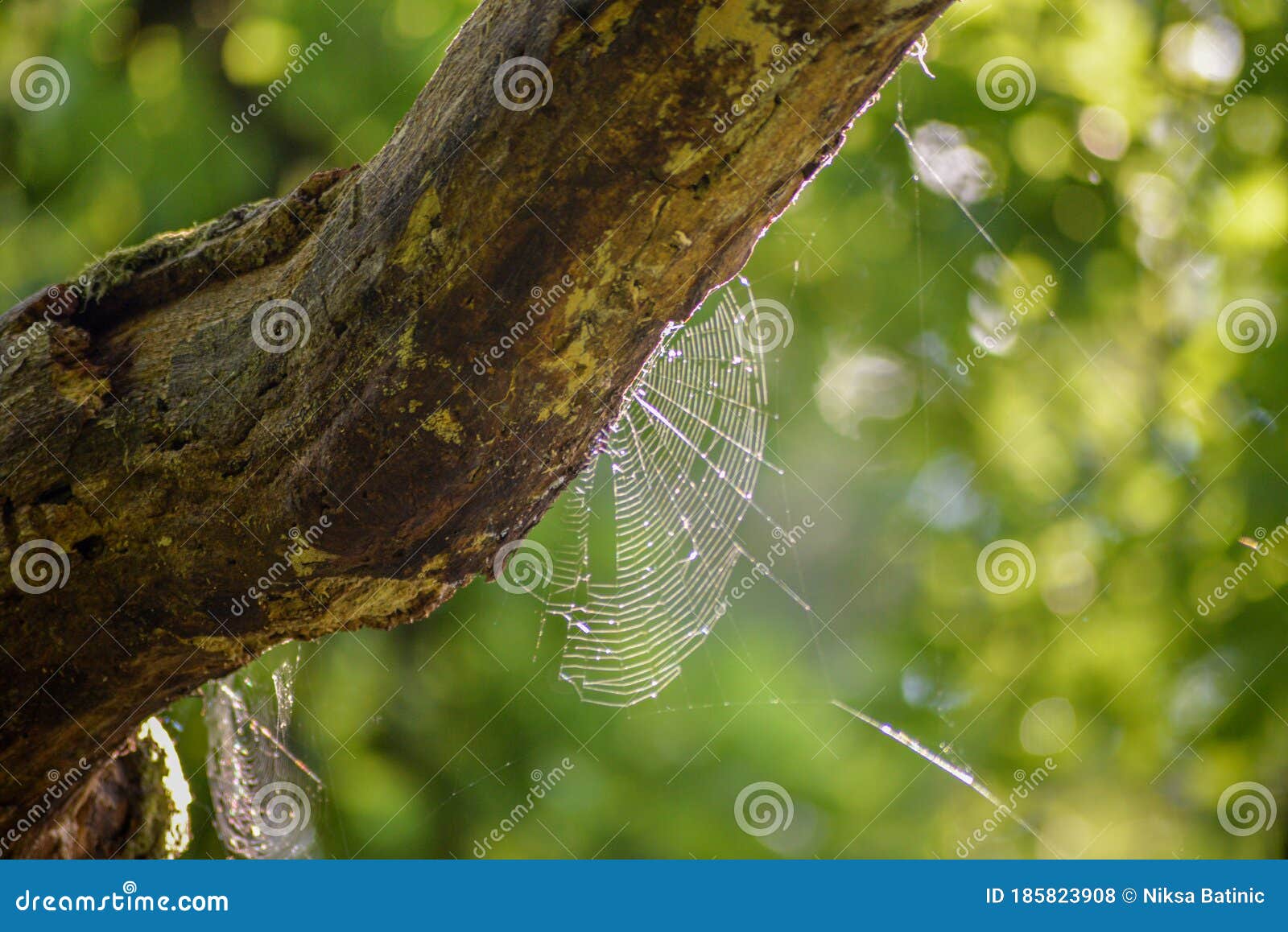 a spider`s web on an old tree
