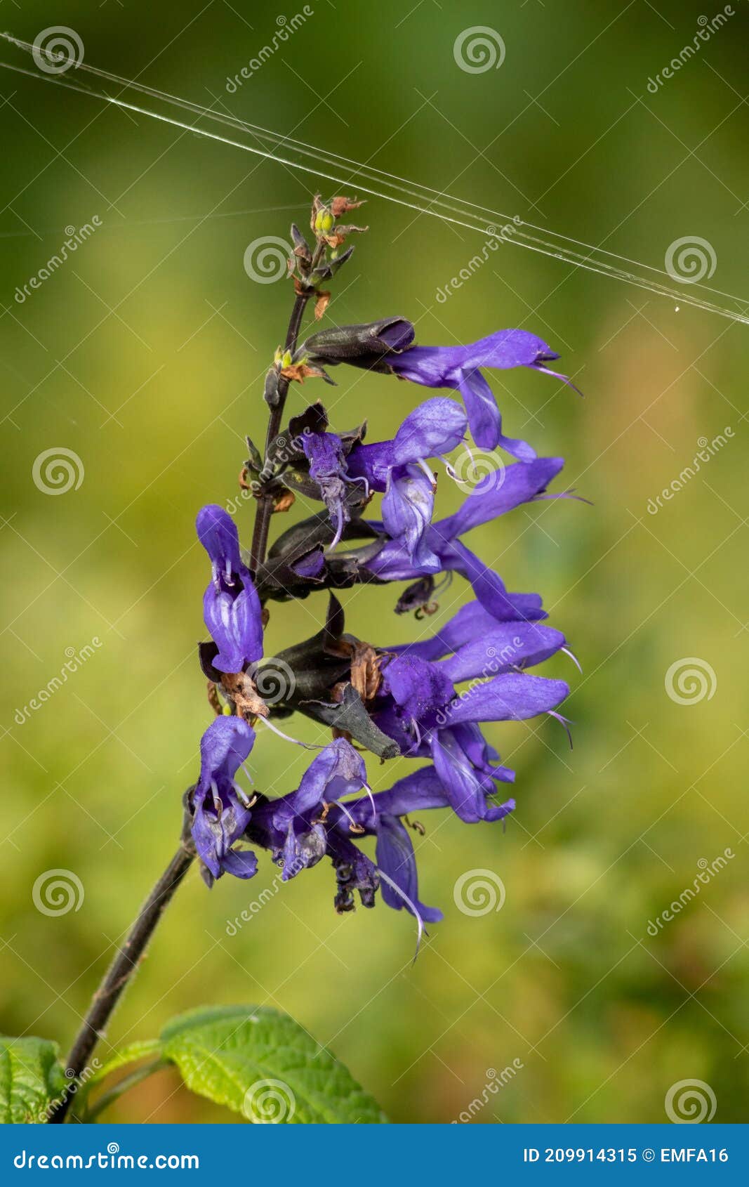 spider`s web on a purple salvia amistad / sage flower in an english garden