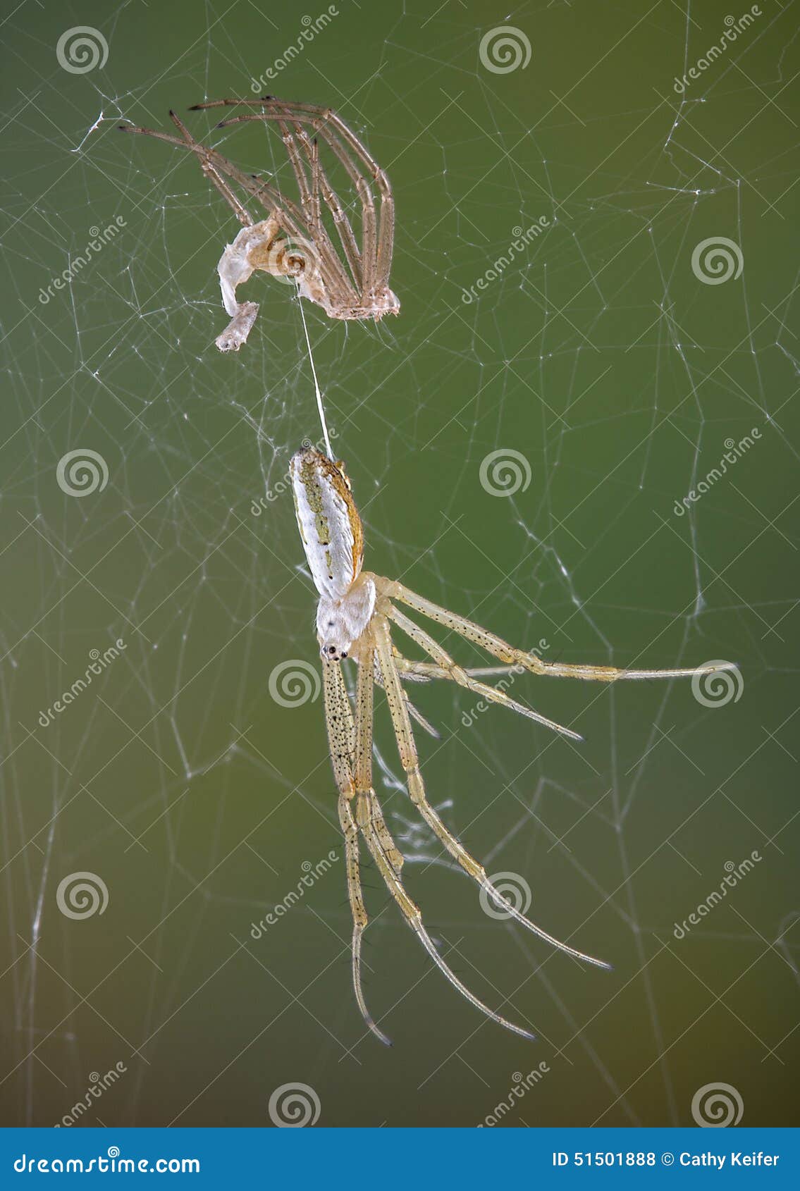 Spider after shedding stock photo. Image of animal, macro 51501888