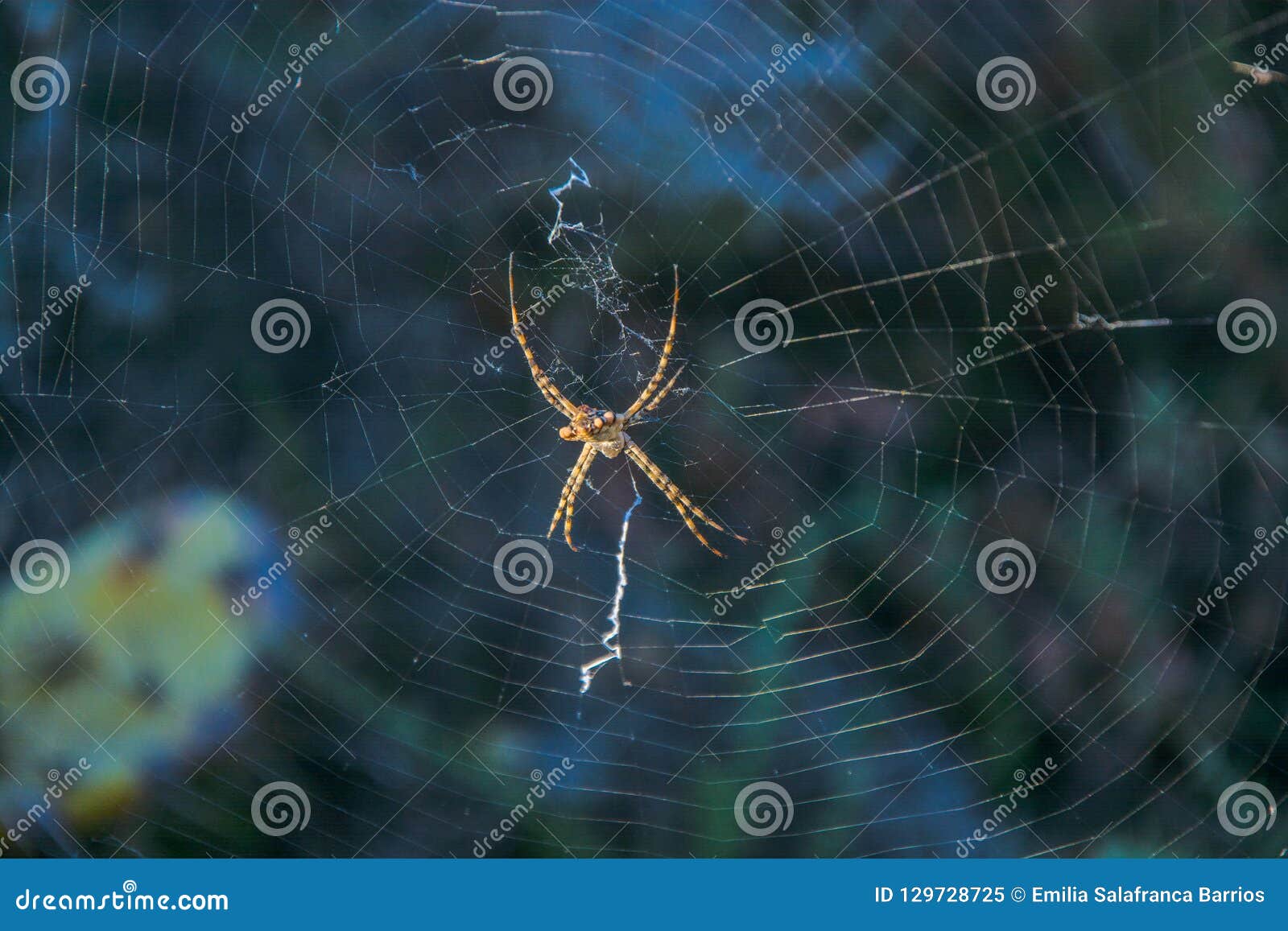 spider in southern spain