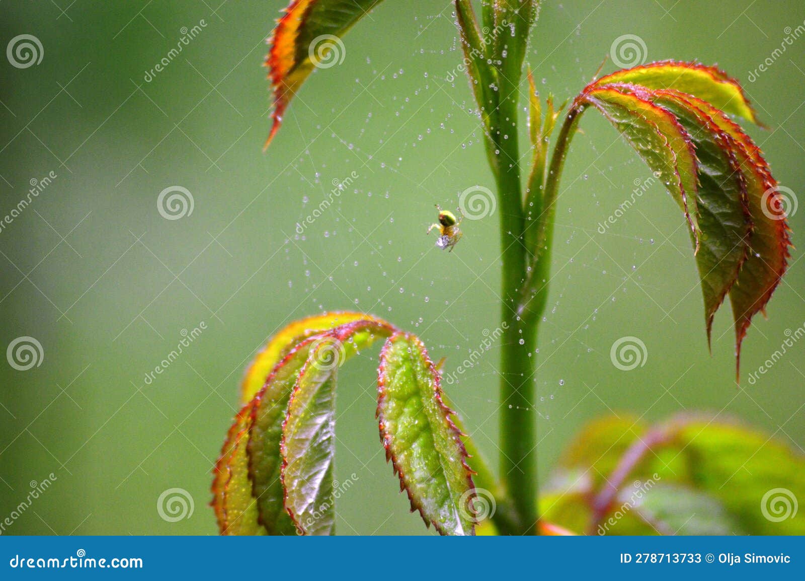 Spider on a Spider S Web in the Rain Stock Image Image of leaf, frost