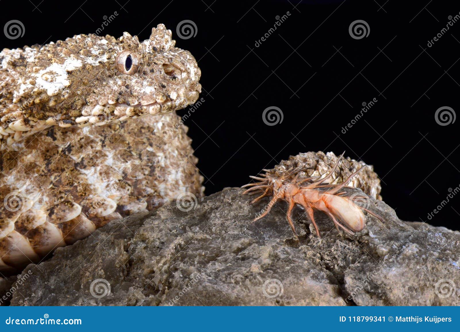 Spider-tailed Horned Viper Pseudocerastes Urarachnoides Stock