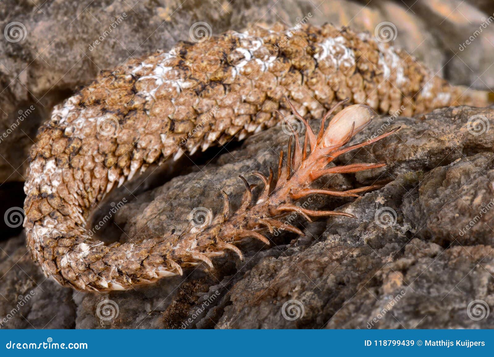 Spider-tailed Horned Viper Pseudocerastes Urarachnoides Tail Detail Stock  Image - Image of spidertailed, drooping: 118799439