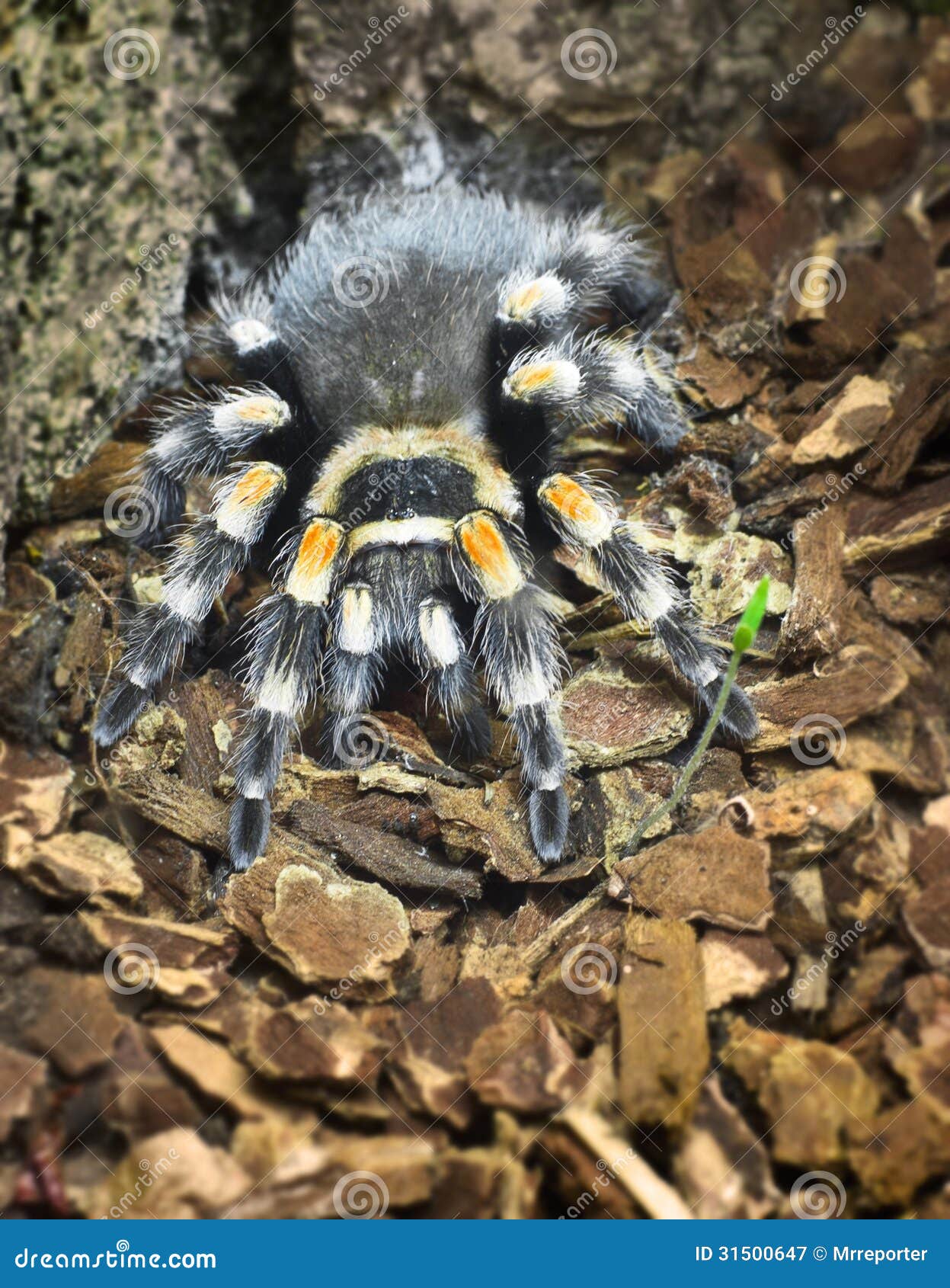 Spider (theraphosidae) stock image. Image of theraphosidae - 31500647