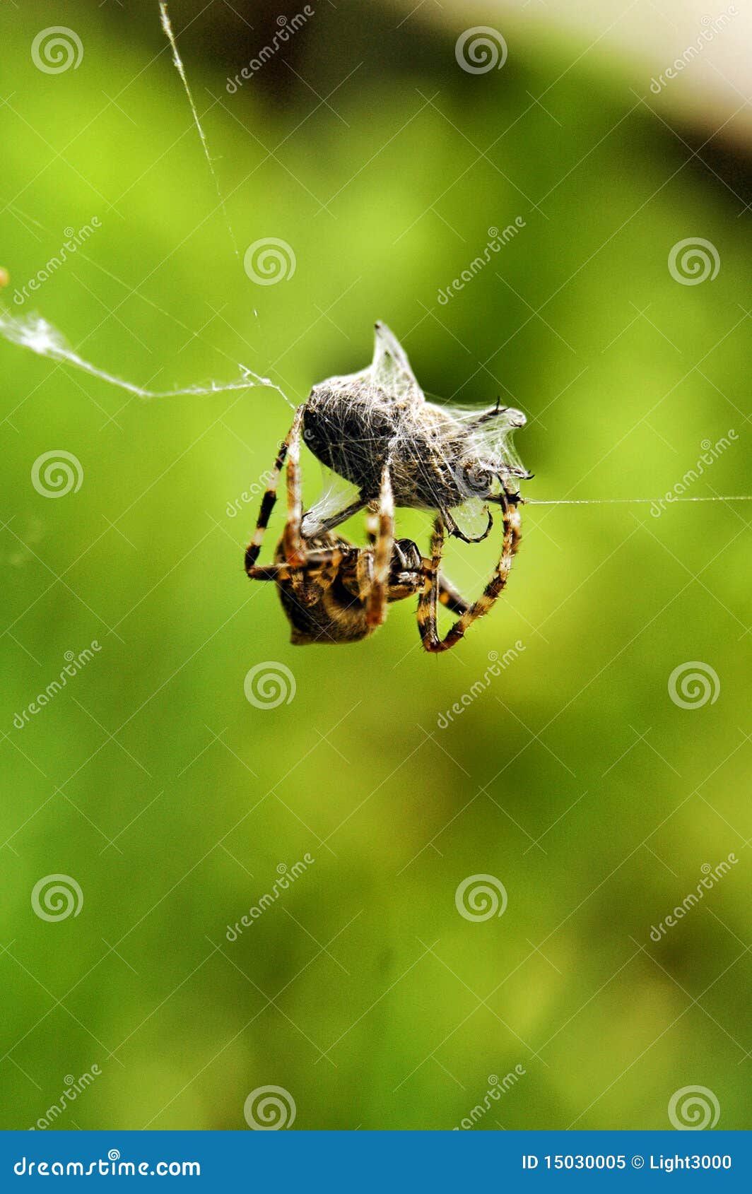 Spider trap stock image. Image of nature, apis, pollen 15030005