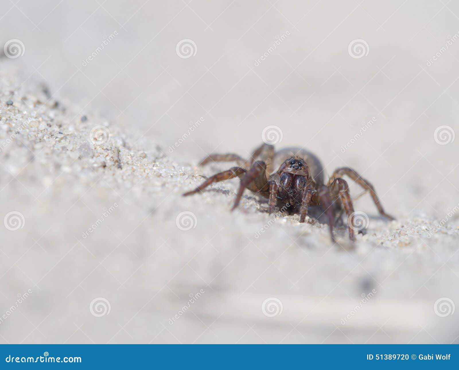Spider, Trochosa terricola stock photo. Image of summer 51389720