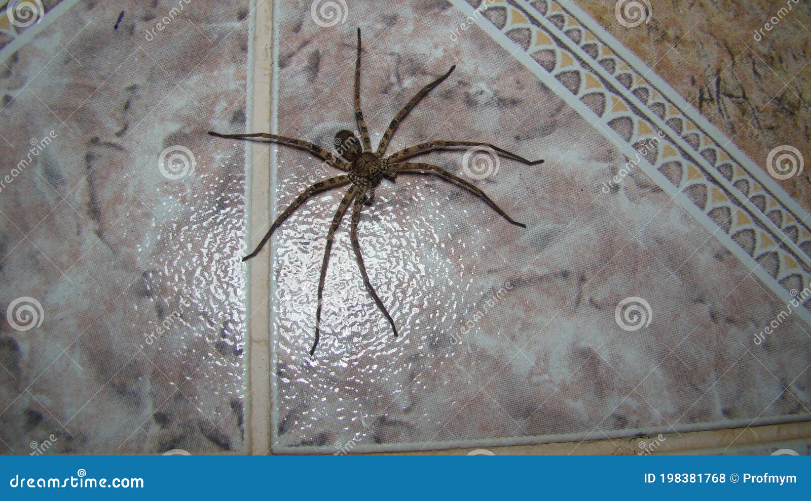 Spider in the Wall of a Bathroom Stock Photo Image of invertebrate