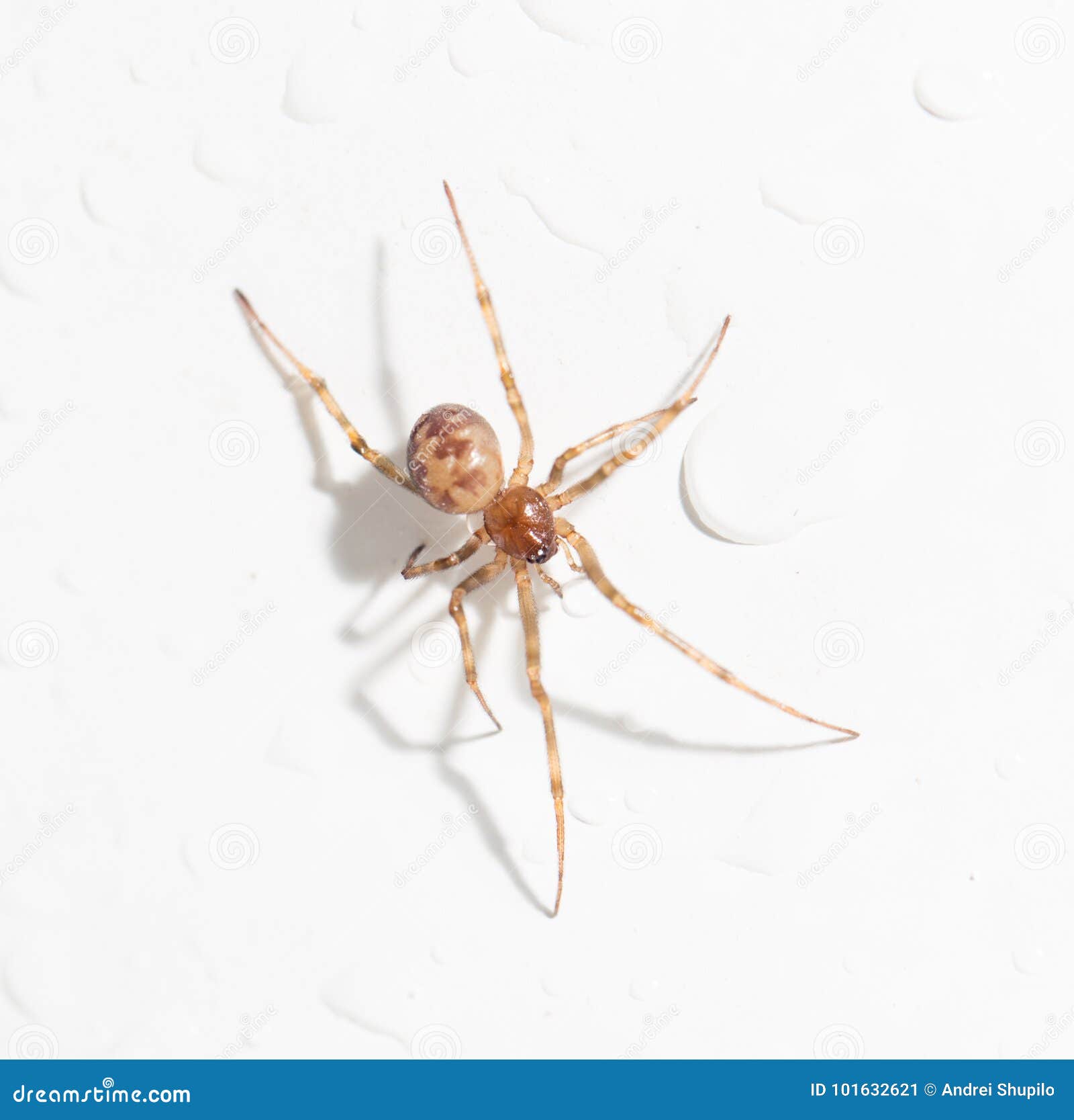 Spider with Water Droplets on White. Closeup Stock Image Image of