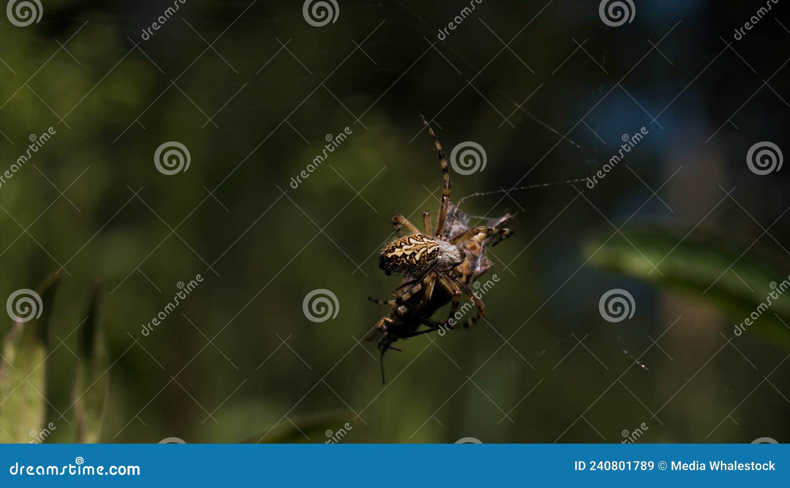 A Spider Weaves Its Prey into a Cocoon on a Blurred Green Background ...