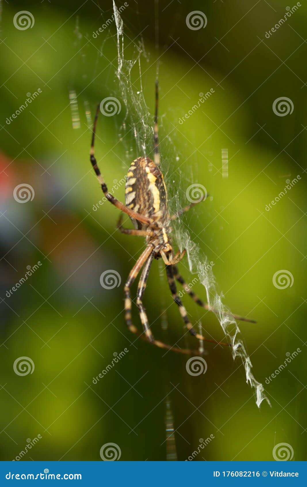 flat spider web wallpaper flat spider web wallpaper