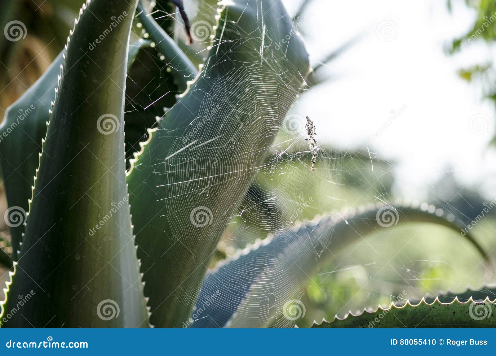 Spider  in Aloe Vera Plant Stock Photo Image of plant, bushes 80055410