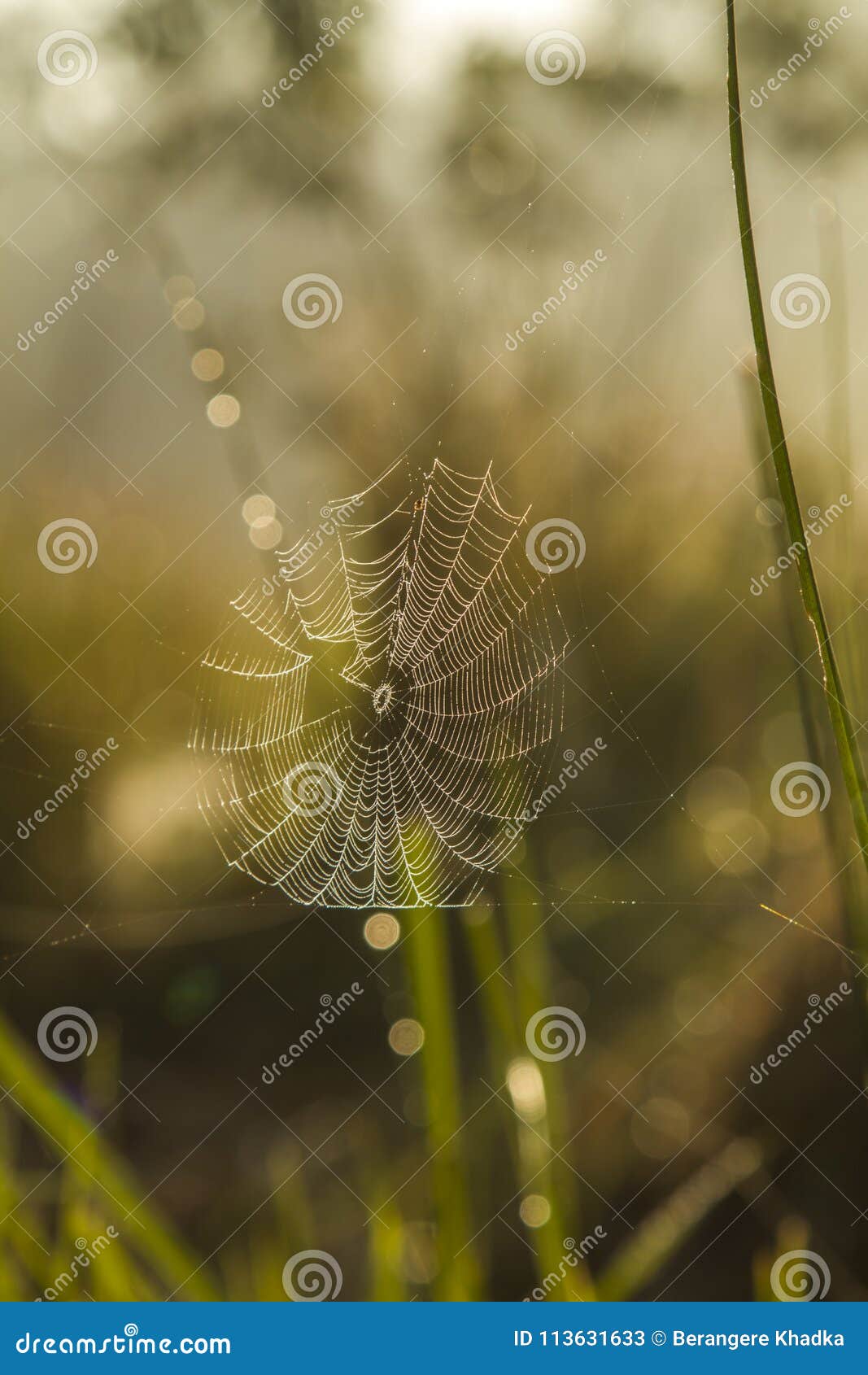 spider web in backlight and blury background